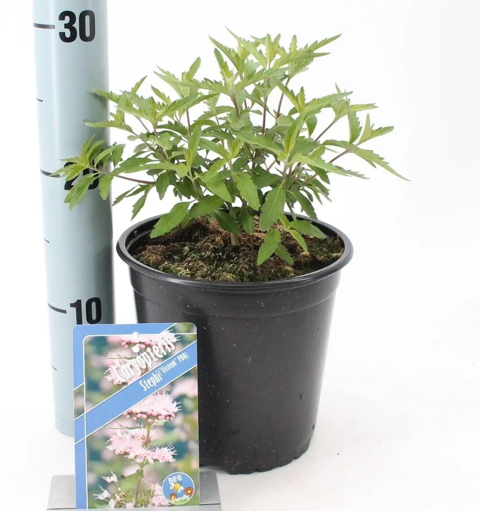 Caryopteris Stephi Lissteph : floraison tardive et feuillage parfumé