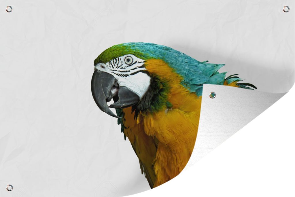 MuchoWow 90x60 cm Outdoor-Poster Gartendeko Sichtschutz Garten Poster für den Garten Papagei - Vogel - Federn - Porträt