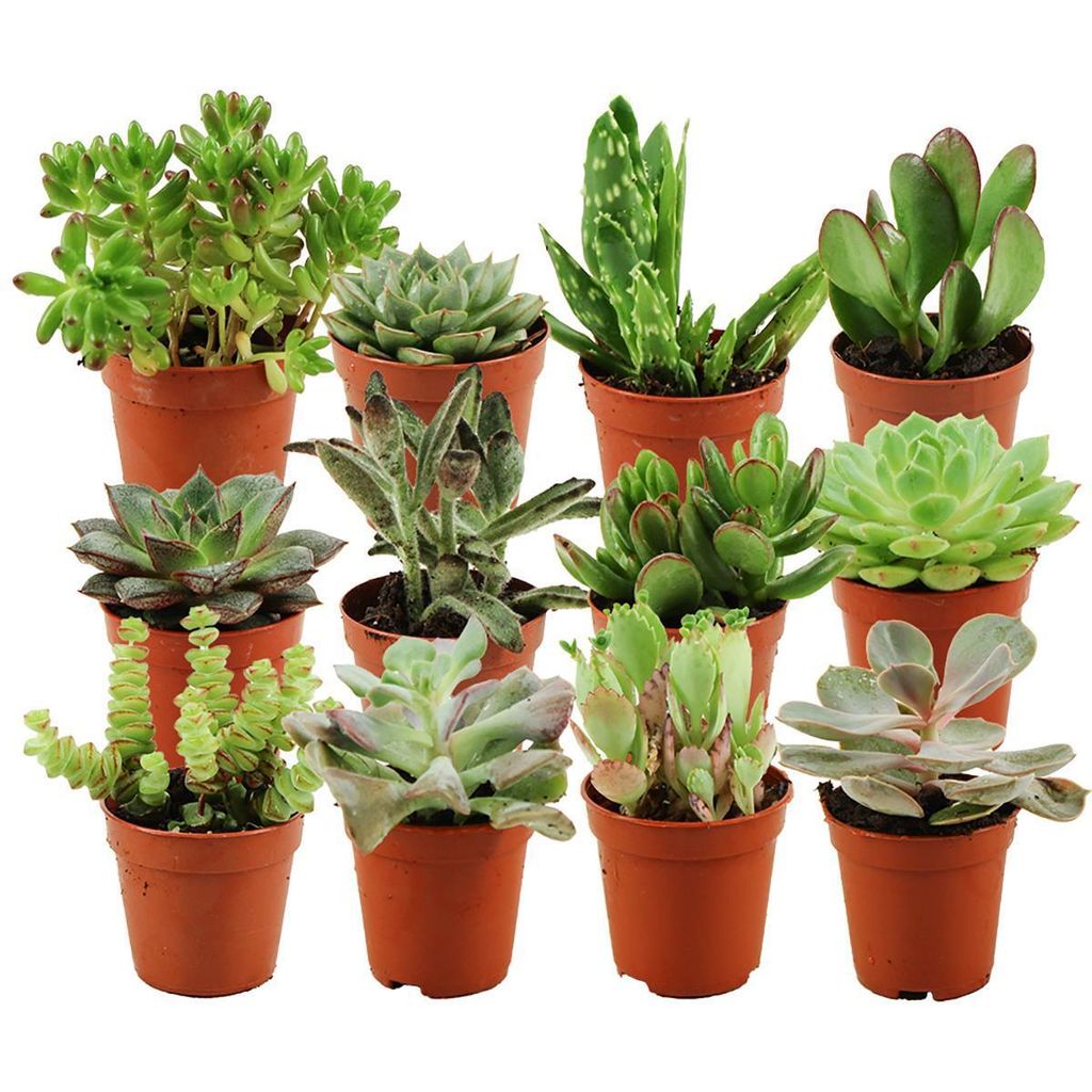 Zynesflora Mini Sukkulenten Mix im Ø 5.5 cm Pflanzentopf - Produktbild 
