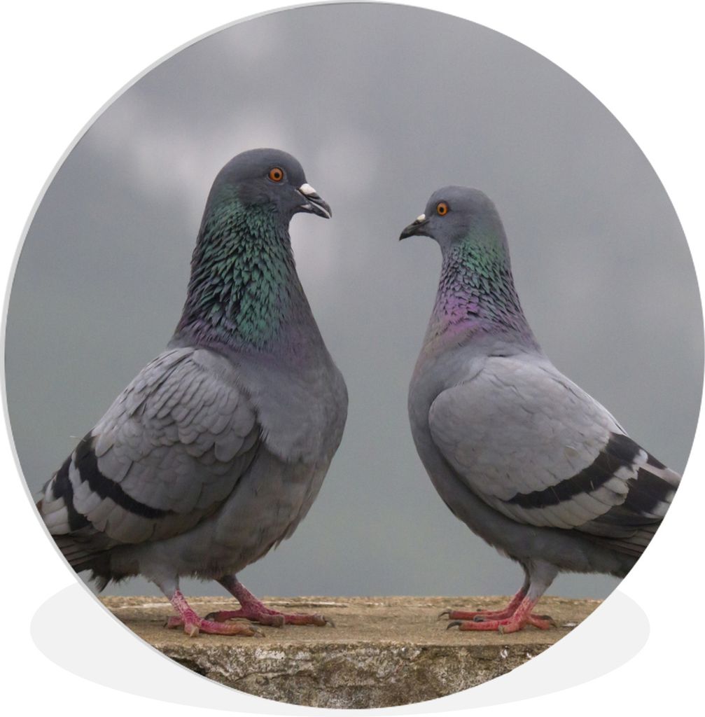 MuchoWow Rundes Wandbild - Runde Bilder Tauben - Kofferraum - Vögel Ø 60 cm Kreis Wanddekoration Kunststoff - Wandkreis - Wandschmuck - Wand Kr...