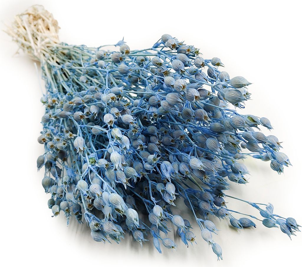 Aufgeblasenes Leimkraut - (Silene) - Blau Produktbild 