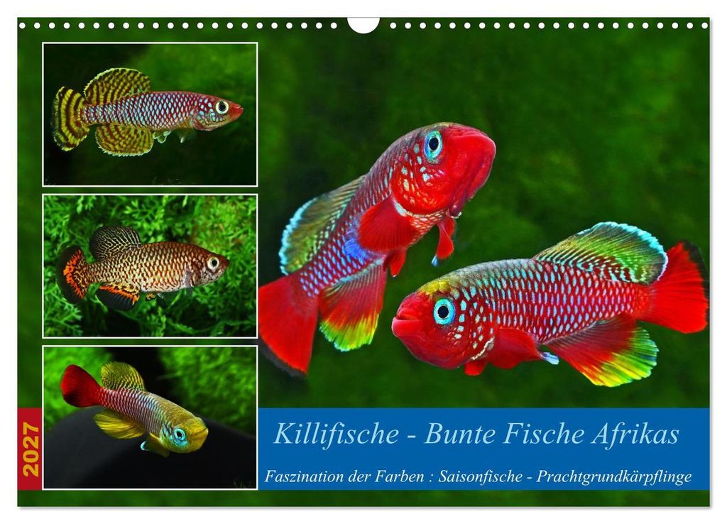 Killifische – Bunte Fische Afrikas (Wandkalender 2027 DIN A3 quer), CALVENDO Monatskalender