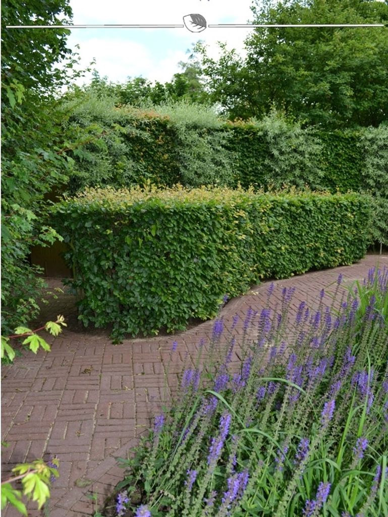 Rotbuche Fagus sylvatica 60-80 cm Wurzelnackt, 25x Heckenpflanze