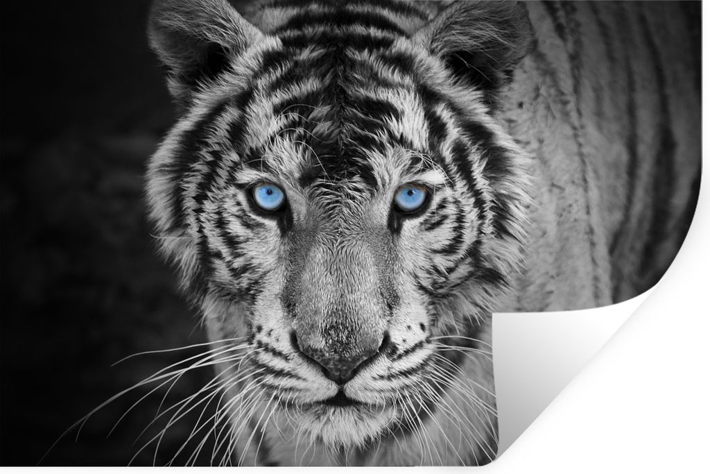 MuchoWow Wandtattoo Wandsticker Wandaufkleber Tiere - Tiger - Schwarz und weiß - Augen - Blau 60x40 cm Selbstklebend und Repositionierbar - Wier...