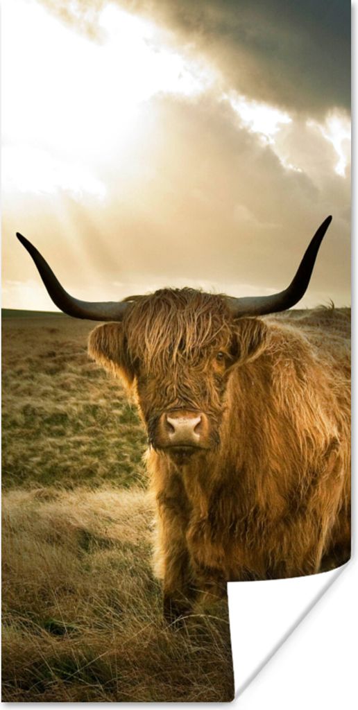 MuchoWow Poster Schottischer Hochländer - Sonne - Tiere 20x40 cm - Plakat - Foto