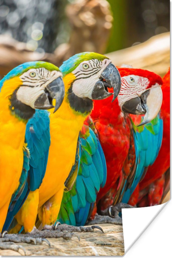 MuchoWow Poster Vögel - Papagei - Tropisch - Natur 60x90 cm - Wanddekoration