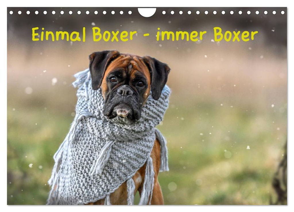 Einmal Boxer - immer Boxer (Wandkalender 2027 DIN A4 quer), CALVENDO Monatskalender