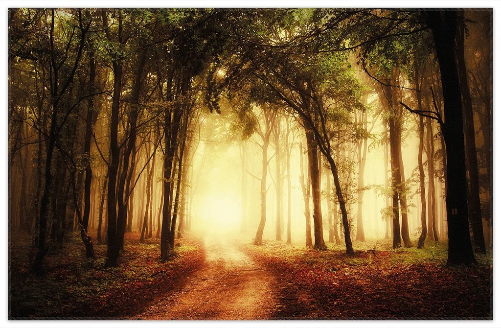 Wallario Premium Teppich, Größe 90 x 140 cm, Sonnenuntergang auf dem Waldweg