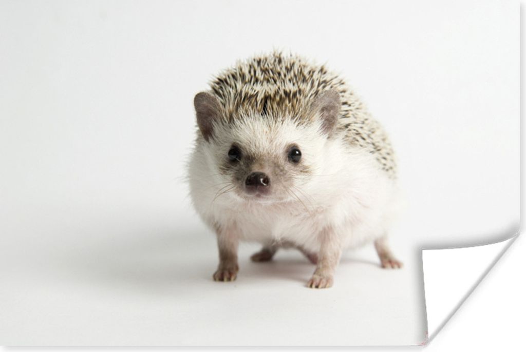 MuchoWow Poster Kleiner Igel für weißen Hintergrund 180x120 cm - Fotoplakat