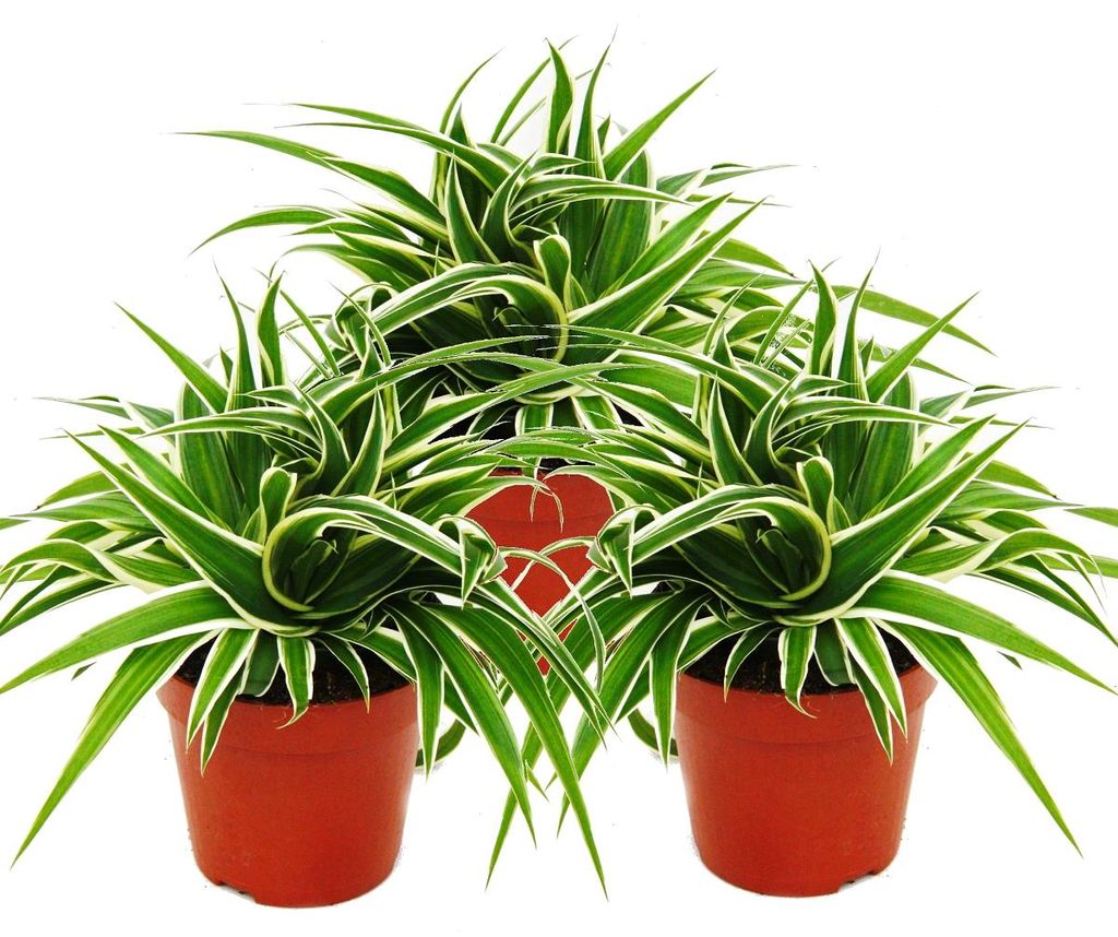 Chlorophytum 12 cm, sada 3 ks, světlá zelená Obrázek produktu 