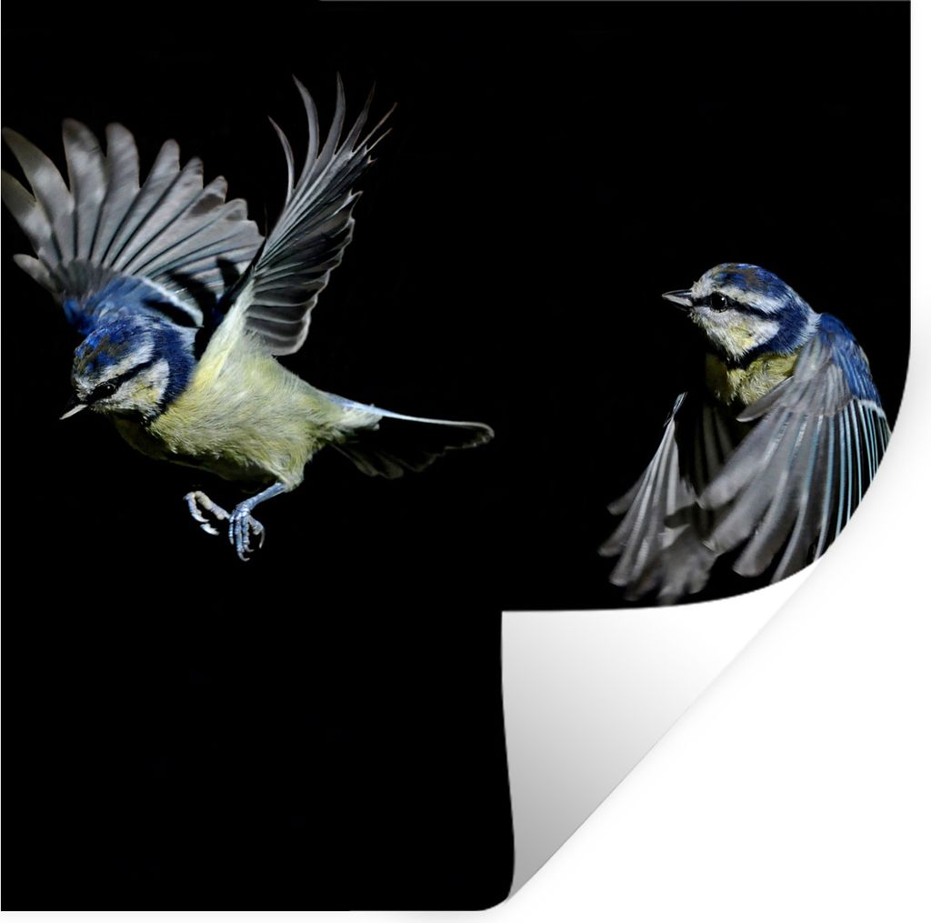 MuchoWow Wandtattoo Wandsticker Wandaufkleber Vogel - Federn - Porträt 30x30 cm Selbstklebend und Repositionierbar