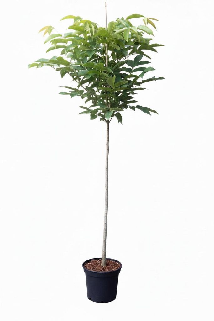 Walnussbaum - Hochstamm | Juglans regia | 170–180 cm | Produktbild 