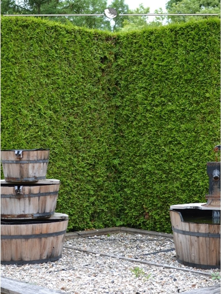 Lebensbaum Thuja Brabant 180-200 cm, 20x Heckenpflanze Produktbild 2