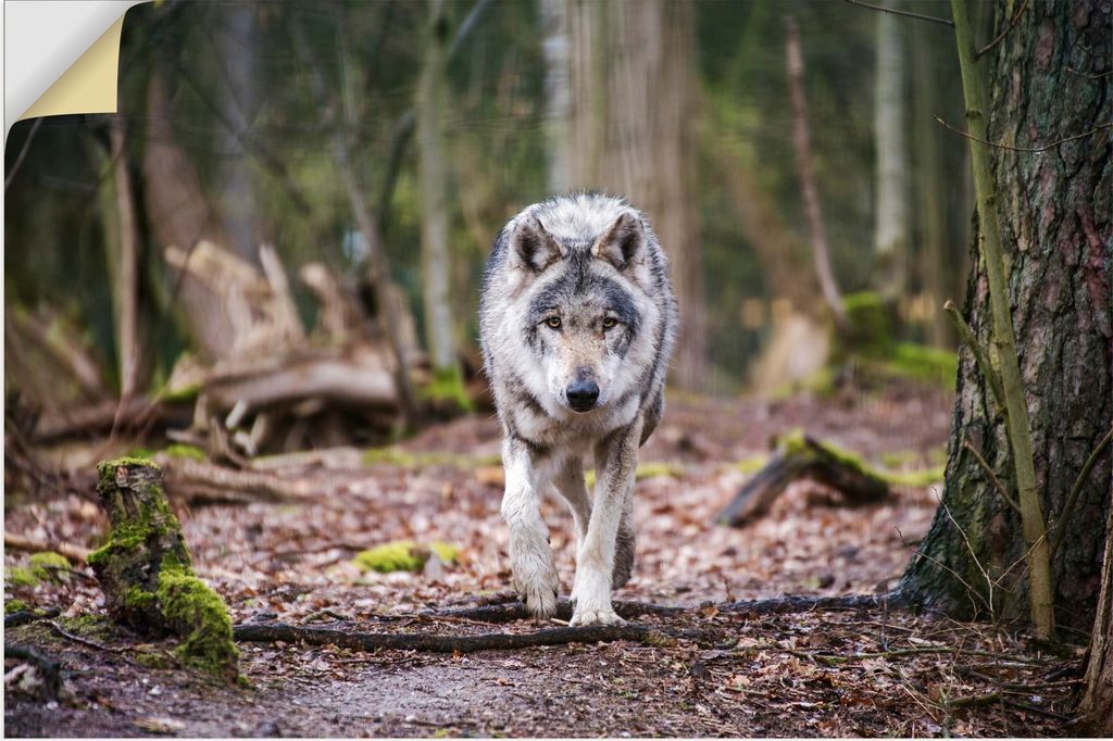 ARTland Wandbild, selbstklebend Der Wolf auf wilden Pfaden der Natur Größe: 30x20 cm