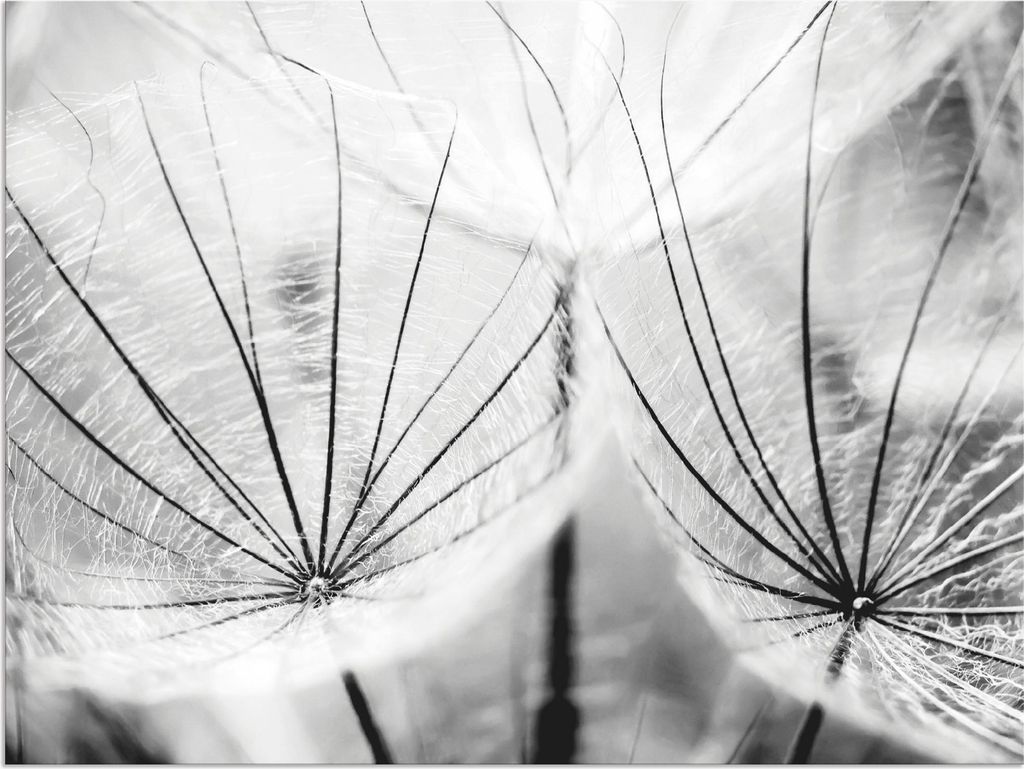 ARTland Wandbild Alu für Innen & Outdoor Pusteblume in Produktbild 