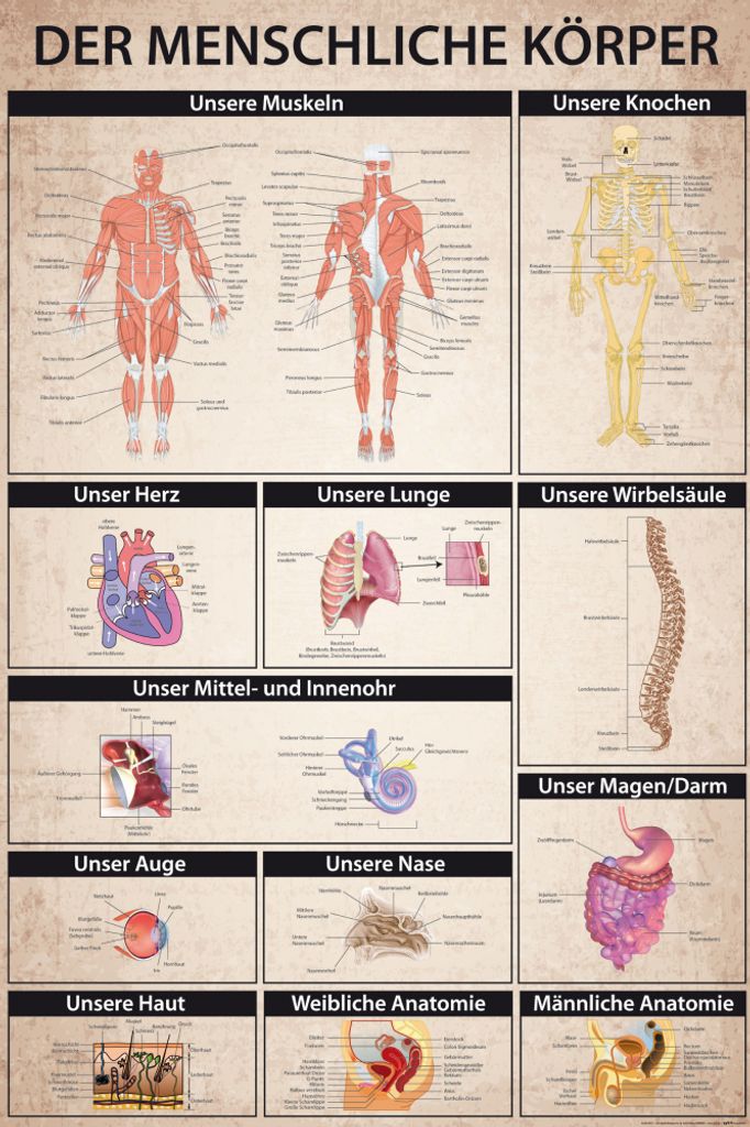 Der Menschliche Körper XXL Poster - Anatomie, Muskeln Produktbild 