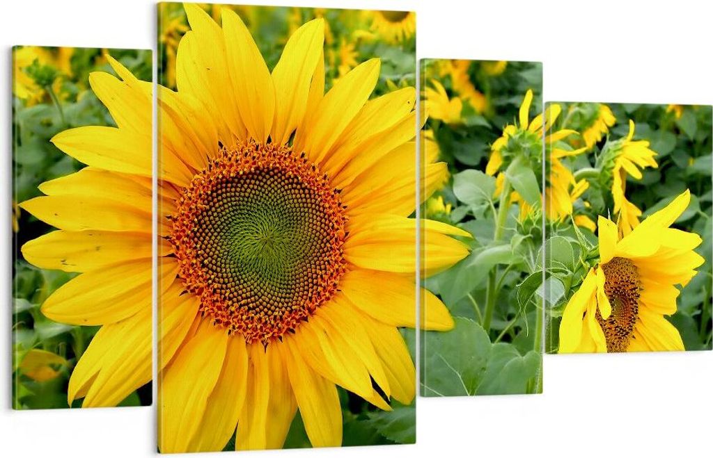 Bild auf Leinwand - Leinwandbild - Wolken Sonnenblumen Plantagen - 120x70cm - Wand Bild - Wanddeko - Leinwanddruck - Bilder - Kunstdruck - Wanddeko...