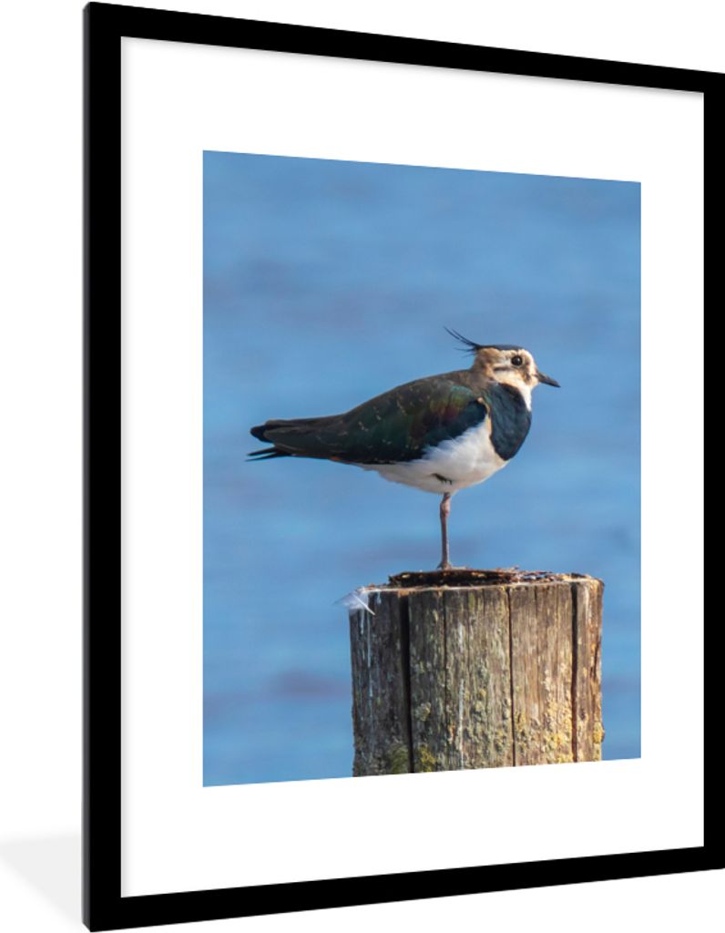 MuchoWow Gerahmtes Poster Vogel - Tiere - Pfahl - Blau - Kiebitz 60x80 cm - Poster mit Schwarzem Bilderrahmen Wandposter Rahmen Foto Bilder - Woh...
