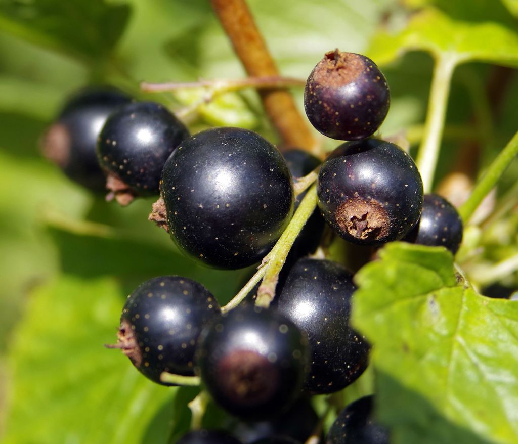 Dehner Johannisbeere Schwarze Perle, Busch, schwarze Produktbild 