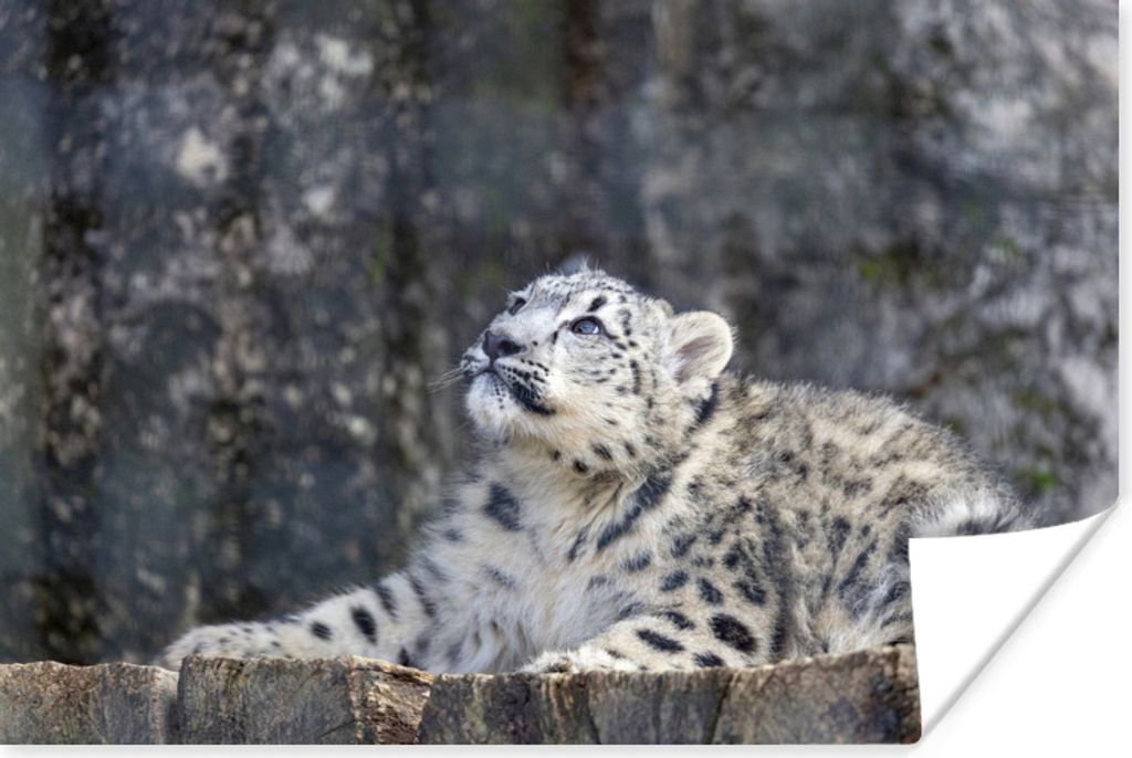 MuchoWow Poster Schneeleopard - Holz - Grau 60x40 cm - Schlafzimmerdekoration