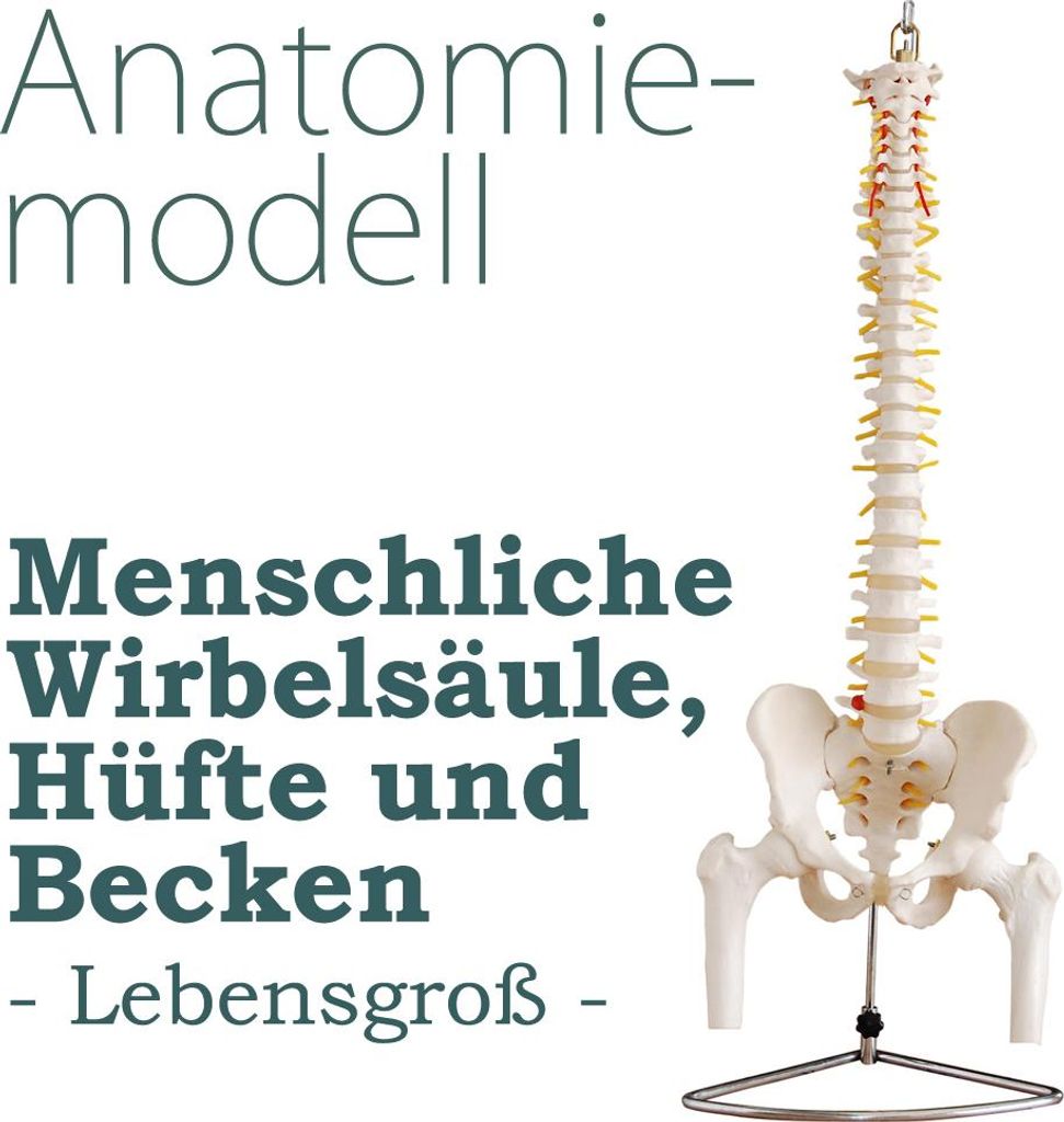 Anatomický model lidské páteře s pánví a stehenní kostí v Obrázek produktu 