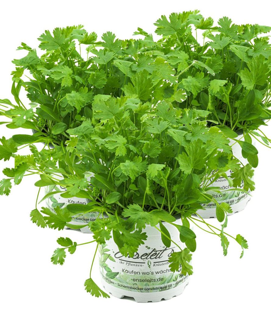 Enseleits 3er Set Koriander Coriandrum sativum Produktbild 