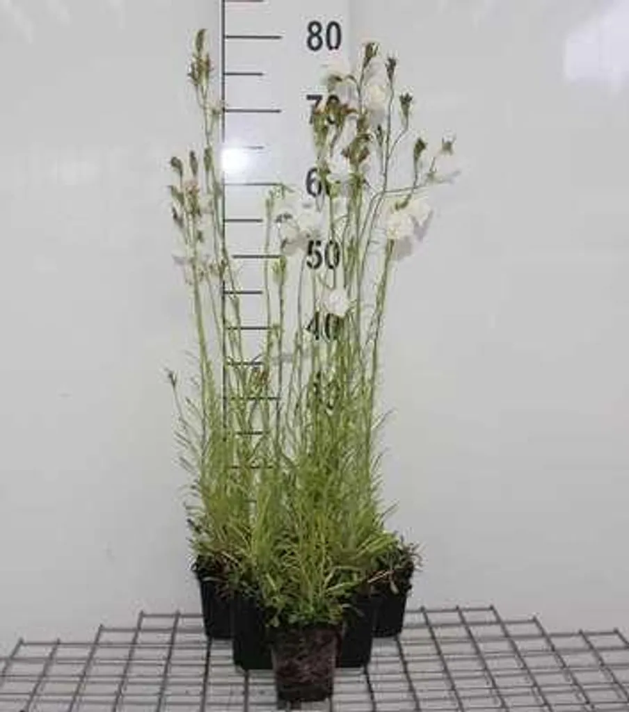 Plante vivace Campanule blanche Alba - Lot de 6 godets pour massifs été