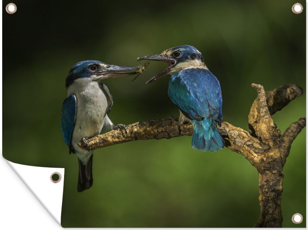 MuchoWow 80x60 cm Outdoor-Poster Gartendeko Sichtschutz Garten Poster für den Garten Vögel - Eisvogel - Zweig