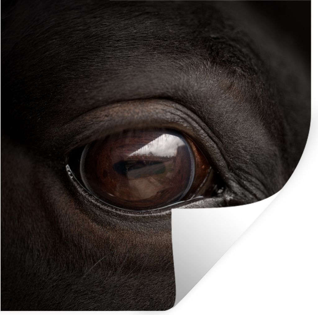 MuchoWow Wandtattoo Wandsticker Wandaufkleber Nahaufnahme eines Pferdeauges 50x50 cm Selbstklebend und Repositionierbar - Selbstklebend - Fototap...