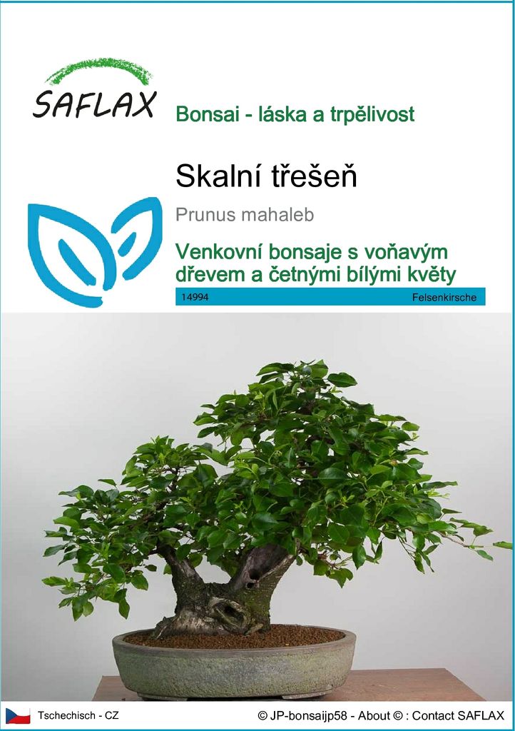 SAFLAX - skalní třešeň - Prunus mahaleb - 30 Semena Obrázek produktu 