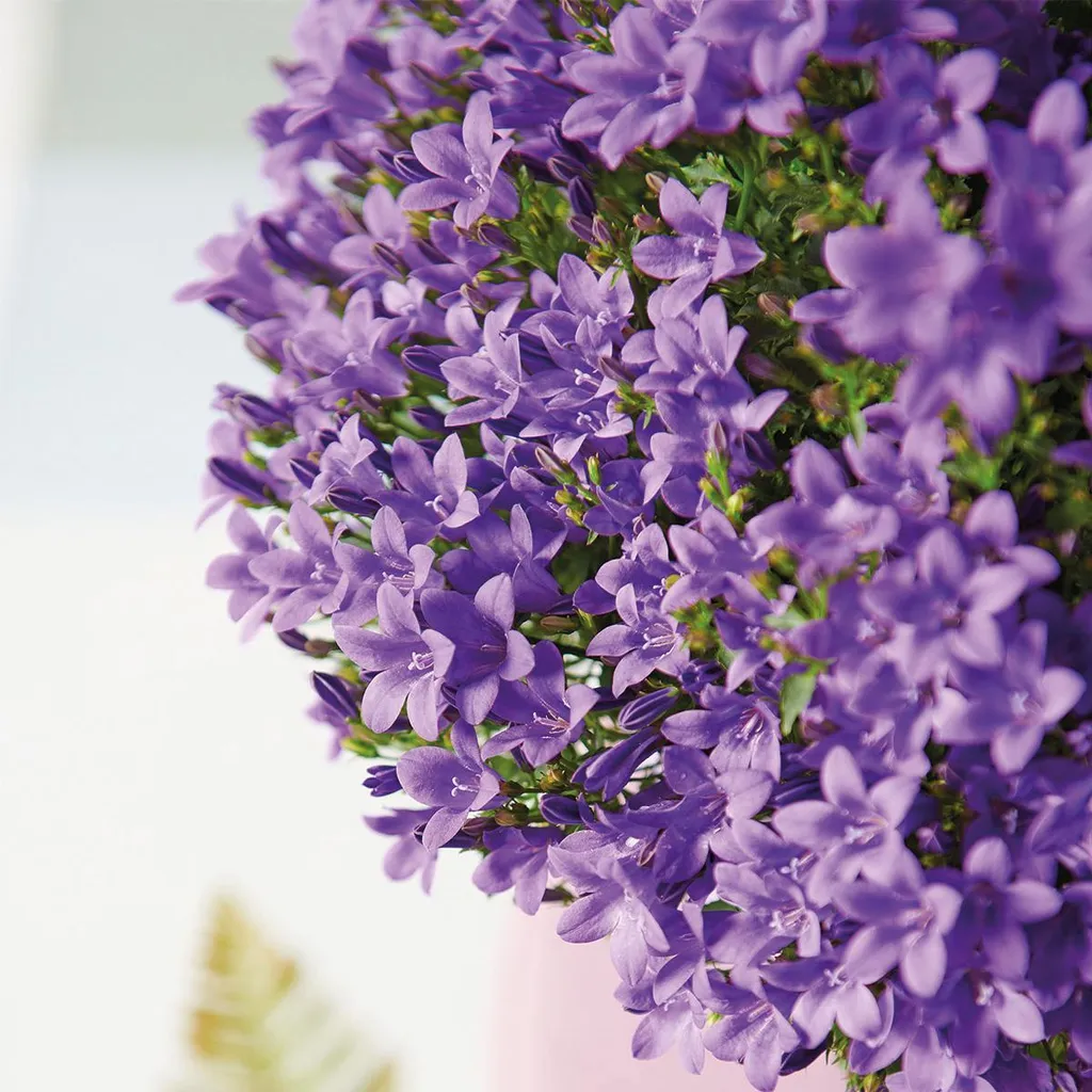 Campanule Addenda Violette Résistante au Froid : Vivace de 12 cm Robuste - 5