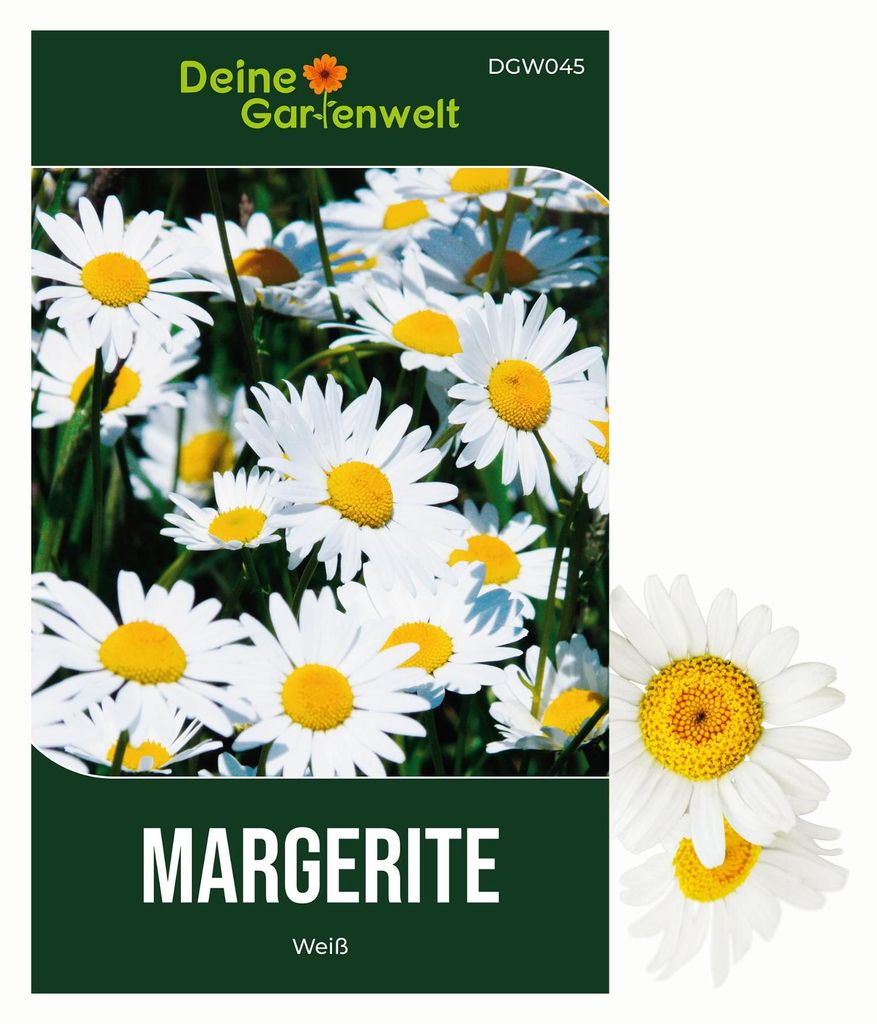 Margerite weiß Samen - Chrysanthemum maximum - Produktbild 
