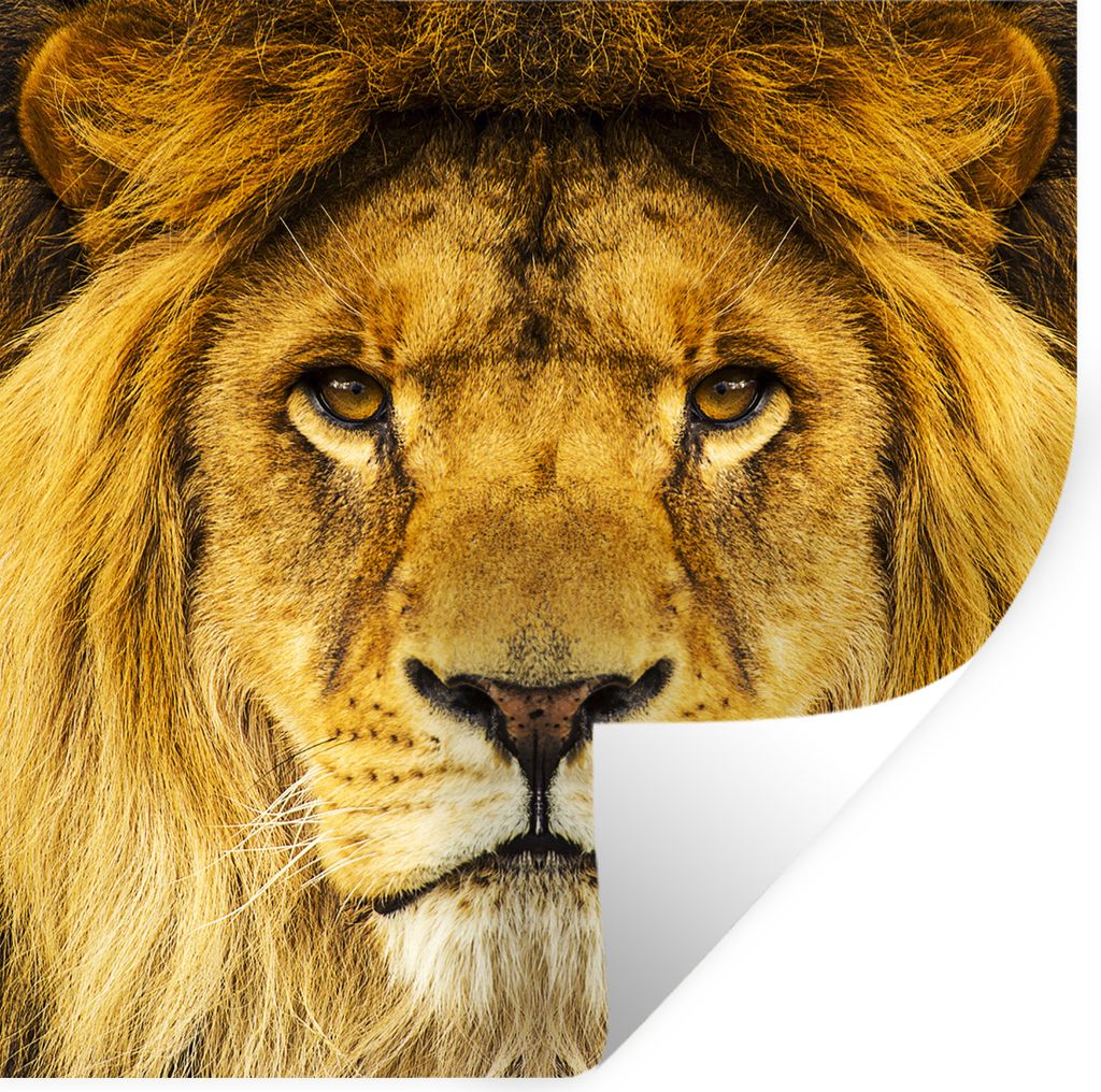 MuchoWow - Wierderverwendbar - Selbstklebend