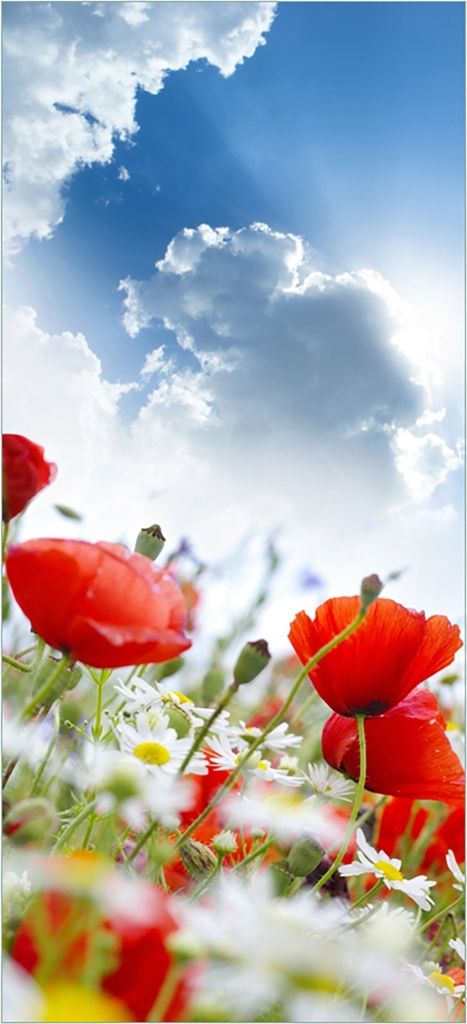 Türtapete Türposter Mohnblumen unter blauem Himmel - Größe: 93 x 205 cm