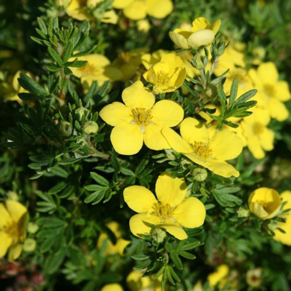 2 x Fingerstrauch - Potentilla fruticosa 'Goldteppich' | 20-25 cm in Container