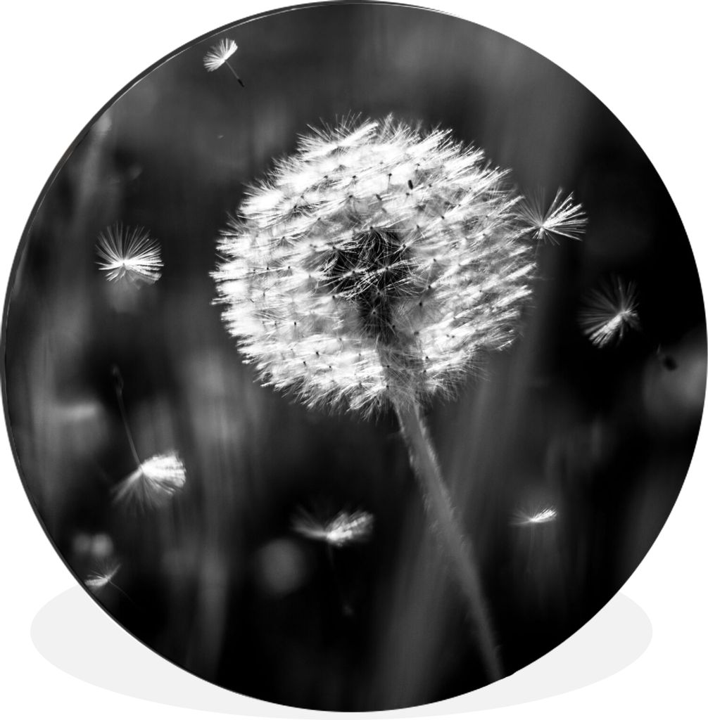 MuchoWow Aluminium Wandkreis Löwenzahn - Schwarz - Weiß - Pflanze Ø 90 cm Wanddeko Modern Wohnzimmer - Mauerkreis - Wandbilder - Runde Bild - ...