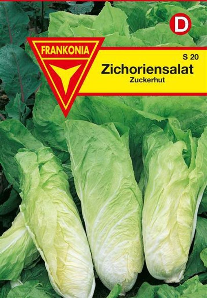 Zichoriensalat Zuckerhut