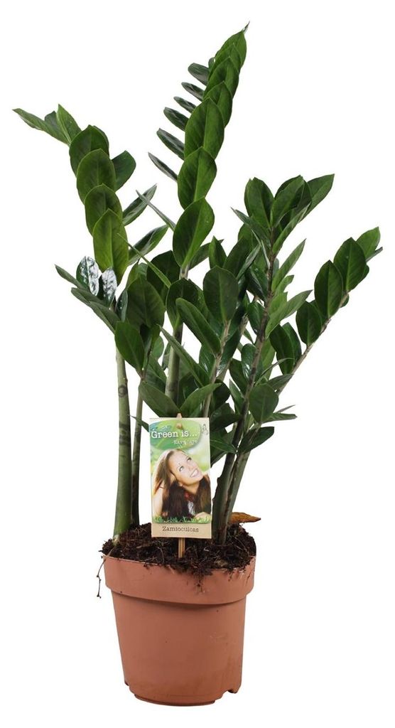 Zamioculcas Zamiifolia - 60-70cm - Ø17cm - Zimmerpflanze - Immergrün