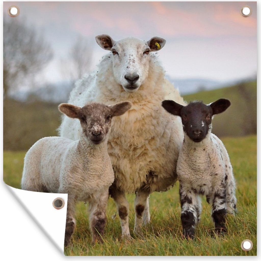 MuchoWow 100x100 cm Outdoor-Poster Gartendeko Sichtschutz Garten Poster für den Garten Schafe - Gras - Porträt