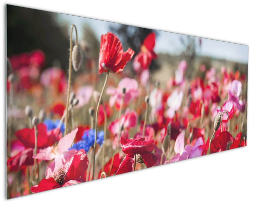 Wallario Küchenrückwand aus Glas, Größe: 125 x 50 cm, Motiv: Mohnblumen am Rande eines Feldes | Spritzschutz | abwischbar | pflegeleicht | in