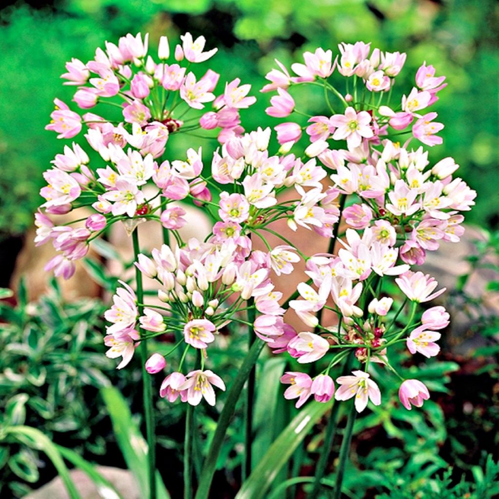 Allium Roseum Czosnek Ozdobny Różowy 10szt Cebulki Kwiatowe Zdjęcie produktu 