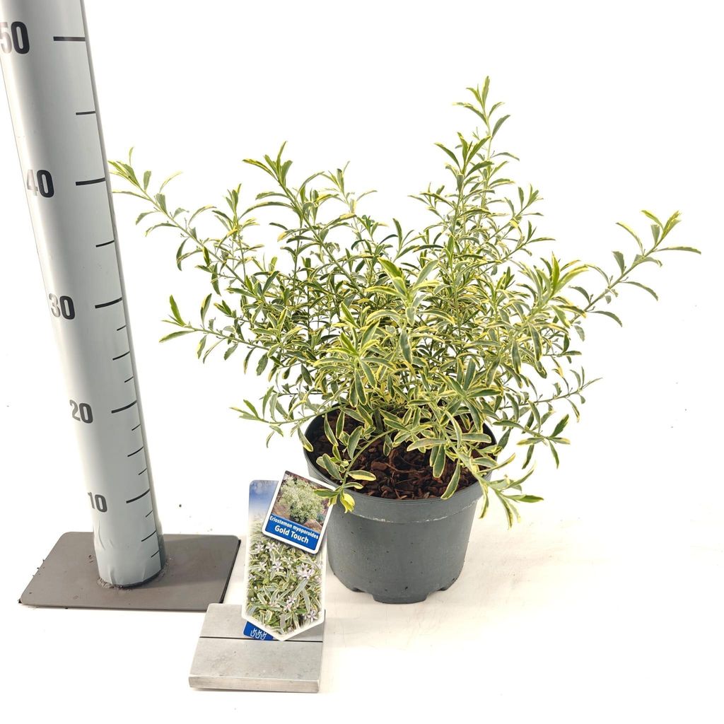 Eriostemon myop. Gold Touch ('Panroue'PBR) - Langblättrige Wachsblume | 40-50 cm im Topf