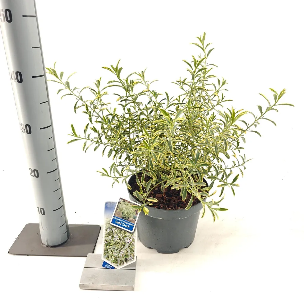 Plante pour Haie Basse ou Bac : Ériostémon Gold Touch® 40-50 cm en Pot