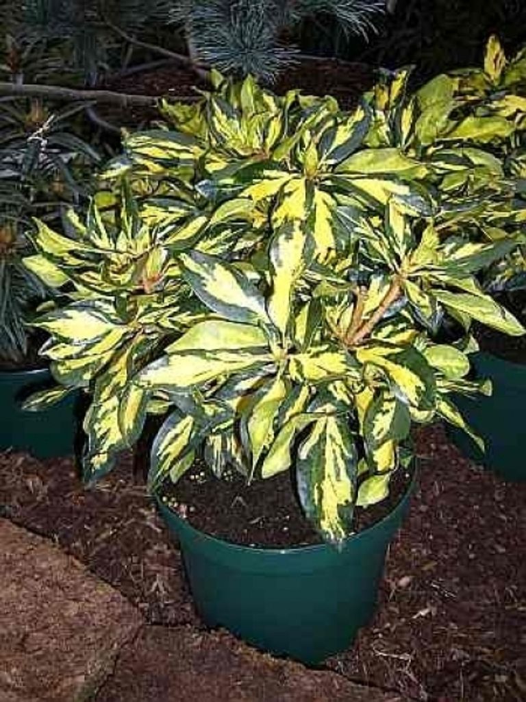 Rhododendron Hybride Blattgold IV - Großblumige Alpenrose - Produktbild 
