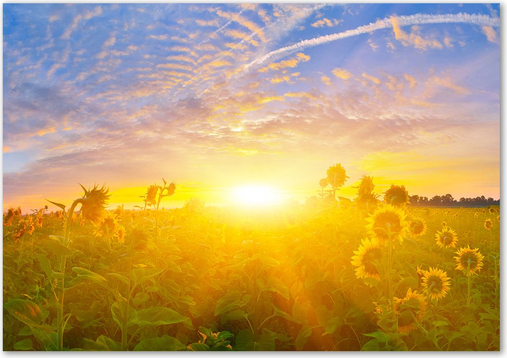 Tulup Glas-Bild - 100 x 70 - Wandbild aus Glas - Wandkunst - Wandbild hinter gehärtetem Sicherheitsglas - Landschaften - Sonnenblumen Feld - Gelb