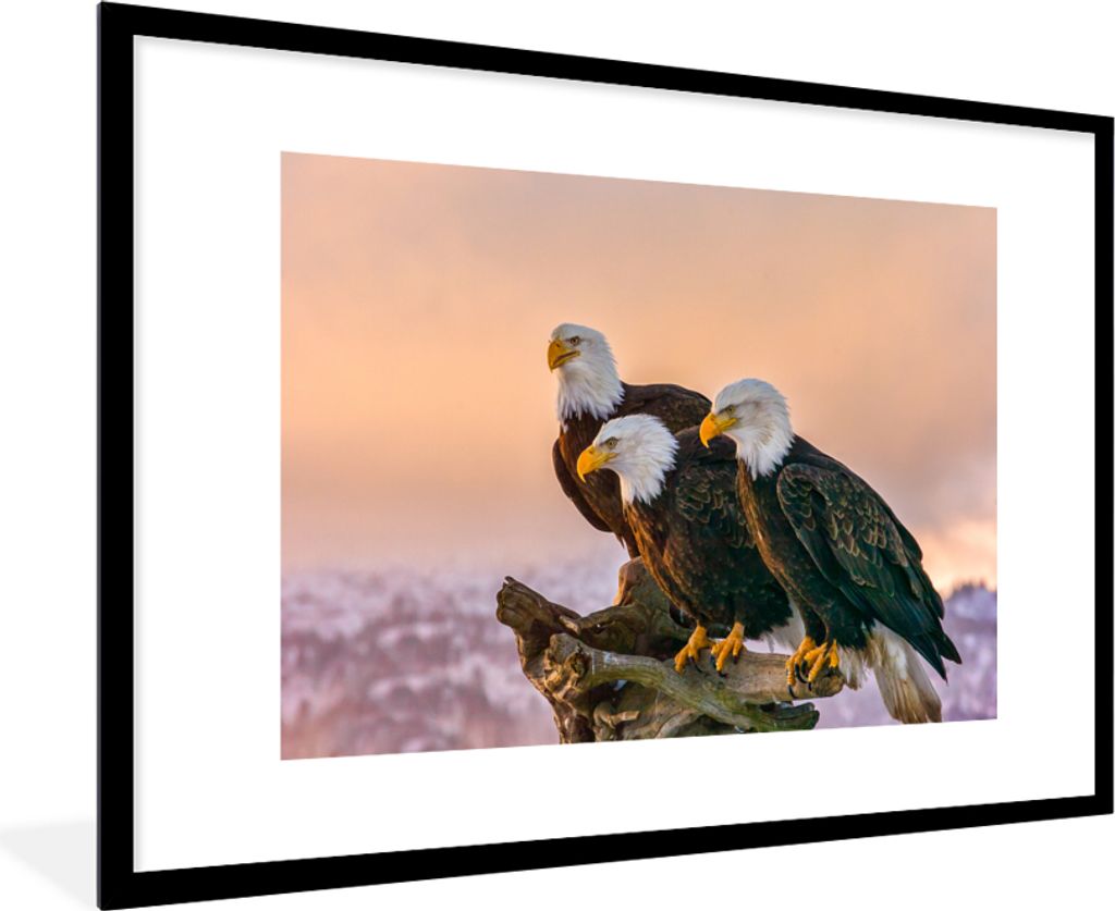 MuchoWow Gerahmtes Poster Vögel - Natur - Raubvögel - Adler 90x60 cm - Poster mit Schwarzem Bilderrahmen Wandposter Rahmen Foto Bilder - Wandde...