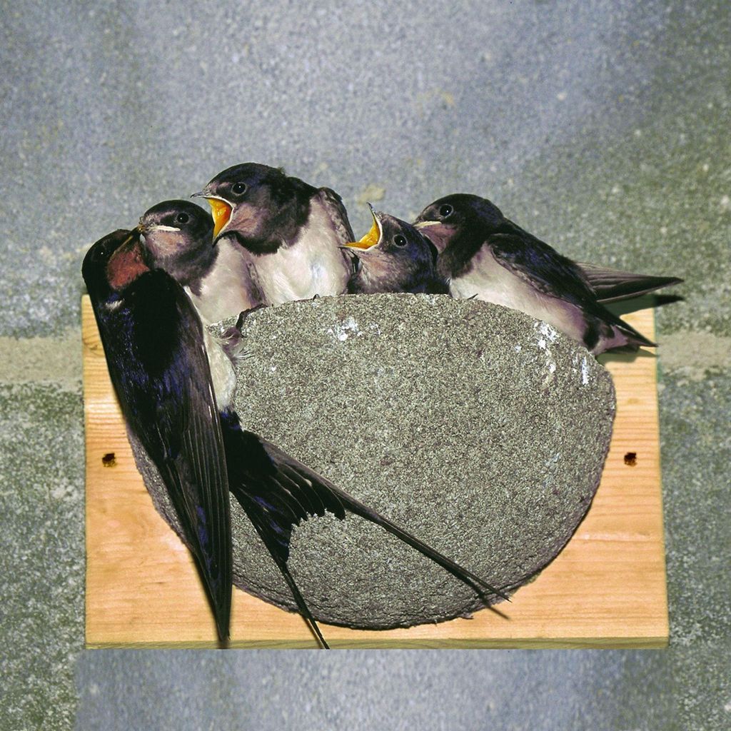 CJ Wildlife Nistkasten Rauchschwalbe - Vogelnistkasten aus Produktbild 