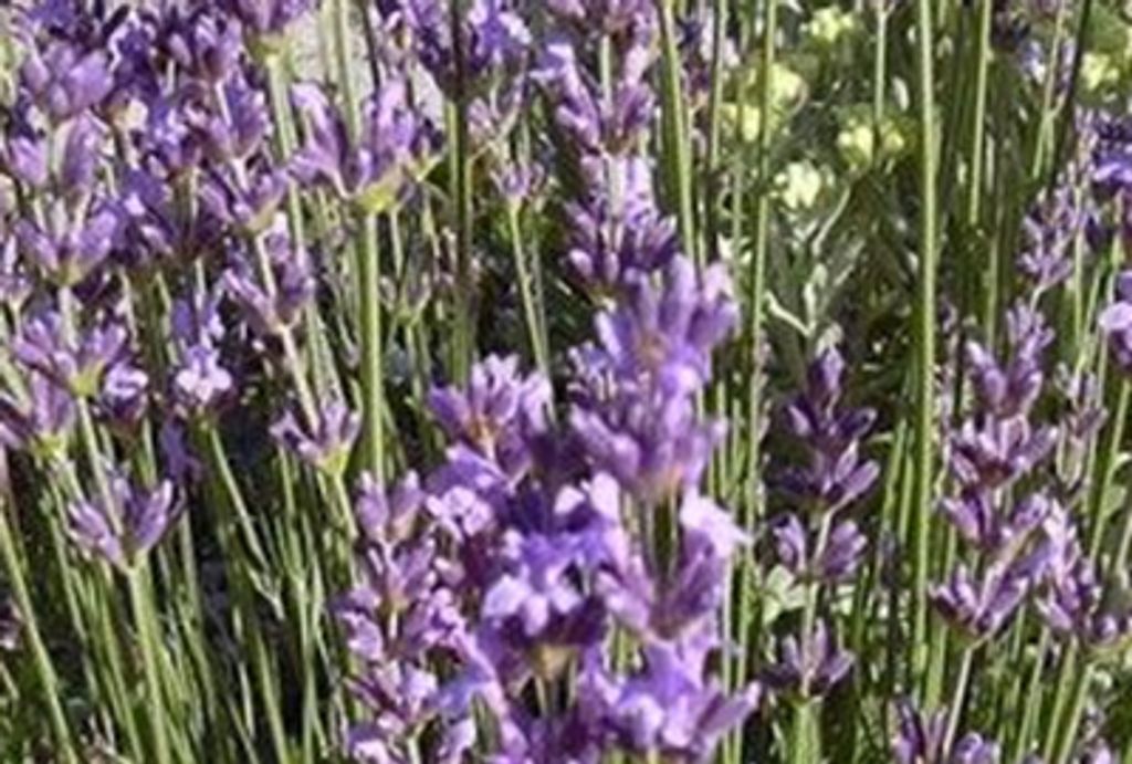 Lavandula ang. 'Dwarf Blue' - Lavendel - Container 1.5 liter