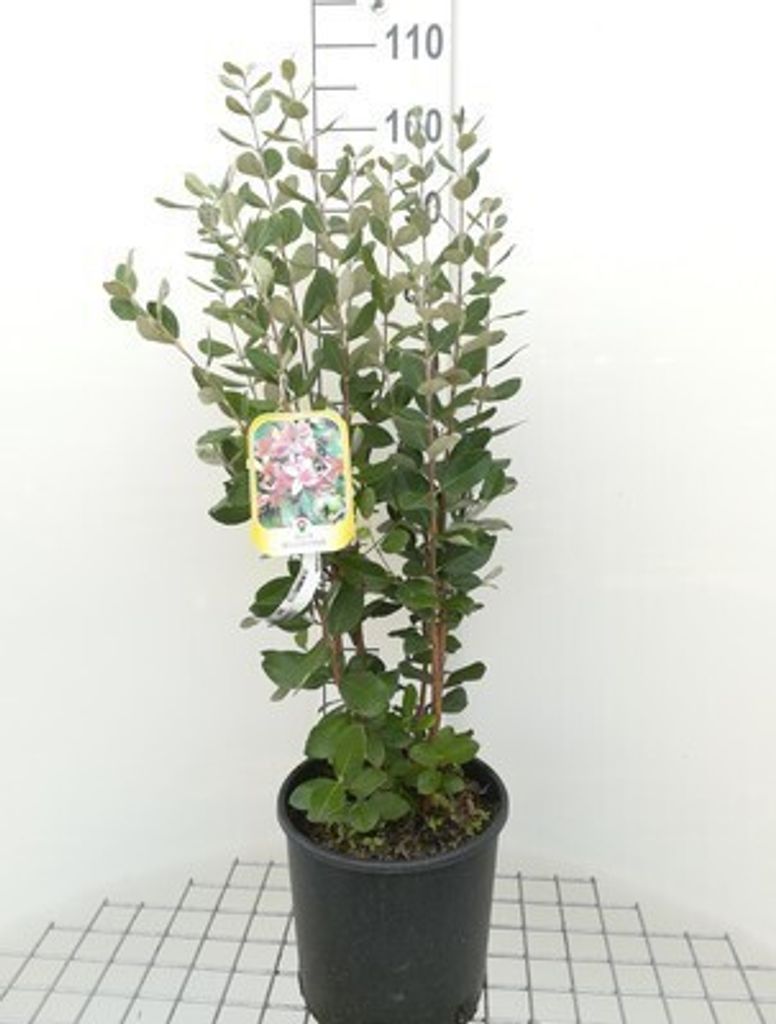 Acca sellowiana (feijoa sellowiana) - Brasilianische Guave Obrázok produktu 
