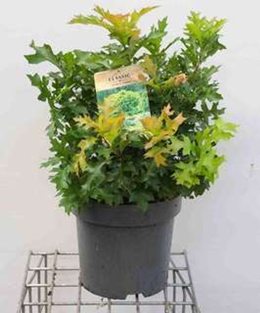 Quercus palustris 'Green Dwarf' - Quercia nana verde di Immagine del prodotto 
